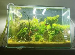 Aquário plantado