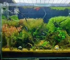Aquário plantado